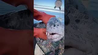 Why does the wolffish have such a strong bite satisfying knowledge [upl. by Wesley]