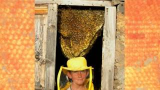 Natürliche Anordnung der Bienenwaben  ResistantBeescom [upl. by Anierdna907]