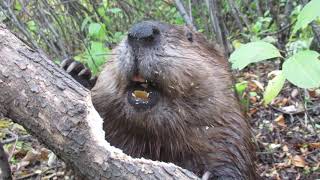 Beaver chews through tree limb close up footage See how beavers do it [upl. by Erolyat]