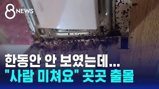 한동안 안 보였는데…전국 곳곳 출몰 비상  SBS 8뉴스 [upl. by Cassie]