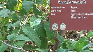 Uses of Rauvolfia tetraphylla  Papataku  Herbal garden [upl. by Loux]