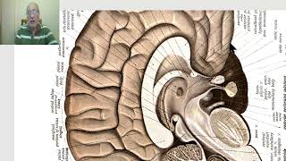 Anatomy of CNS Module in Arabic 2024Commissural and projection fibers by Dr Wahdan [upl. by Nwadal338]