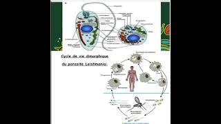 la morphologie et cycle de vie de leishmania [upl. by Olracnaig]