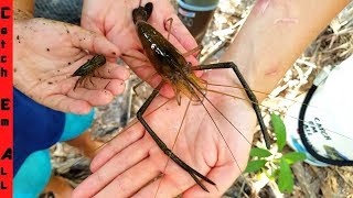 CATCHING GIANT Freshwater SHRIMP PRAWNS [upl. by Korney]