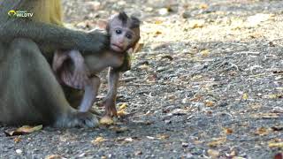 Baby Mala monkey [upl. by Animas]