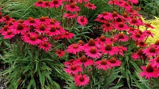 Best Perennials  Echinacea Glowing Dream Coneflower [upl. by Eatnwahs244]