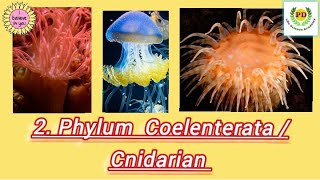 Phylum CoelenterataCnidarian  Characteristic features amp Examples of phylum CoelenterataCnidarian [upl. by Steffi]