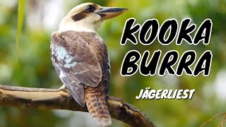 Kookaburra Dacelo novaeguineae ♂  Jägerliest [upl. by Luedtke698]