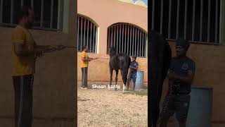 💪💪Very Aggressive 😲😲 Stallion Shaan Kanta⚜️Sire By Stallion Kala Kanta ⚜️⚜️horseviralvideo foryou [upl. by Prakash]