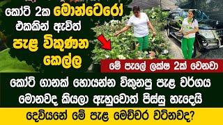 කෝටි 2ක මොන්ටෙරෝ එකකින් ඇවිත් පැළ විකුණන කෙල්ල  Primali Anthurium Plants [upl. by Cadman253]