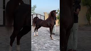 الفحل الراقص 🔥سبارتاكوس 🔥ولد العالمي مروان الشقب الخيلالعربيةالأصيلة horse stallions الخيل [upl. by Levins]