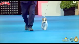 🏆WORLD DOG SHOW MADRID 2022 World Winner Jack Russell Terrier del Oncetartessos🏆 [upl. by Wandie]