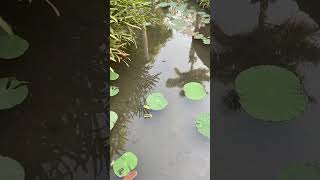 Relaxing with sound of the bird in the garden travel viral vlog nature travelblog flowers [upl. by Lattonia]