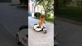 Dog Drive Scooter In School 🏫🎒youtubeshorts ytshorts factshorts facts factsvideo shortvideo [upl. by Steele]