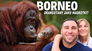 OKO w OKO z ORANGUTANAMI 🦧 DLACZEGO GINĄ ONE TAK SZYBKO 😭 [upl. by Karla]