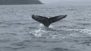 Humpback Whales Magellan Straits Chile Ballena jorobada  Yubarta  Estrecho de Magallanes Chile [upl. by Aivart]