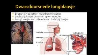 2 ademhalingsstelsel van de mens [upl. by Aernda]