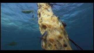 BBC Life Special  FISH  Flying Fish in Tobago onboard Hog Snapper with Barry StGeorge [upl. by Anaeirb]