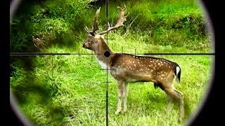 Hunting two Fallow deer with 243 and 308 Win rifles in New Zealand  238 [upl. by Fedora]