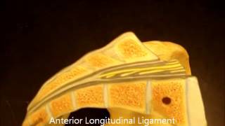 bio 141 vertebral ligaments [upl. by Shull]