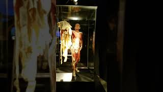 Skin Man  Body Worlds amp The Cycle of Life  Houston Museum of Natural Science [upl. by Voorhis]