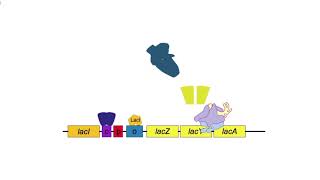 The Lactose Operon [upl. by Ellerehc]