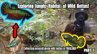 Catching WILD BETTAS in their natural habitat in eastern Thailand on the hunt for the Emerald betta [upl. by Annirac]