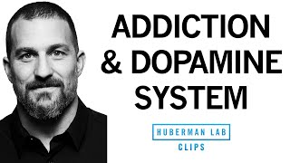 Addiction Explained Rises amp Falls in Dopamine  Dr Andrew Huberman [upl. by Guria]