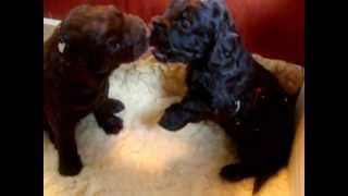 Nestje 2012  Week 4 video 2  Freonskip Australian Labradoodles [upl. by Quintana512]