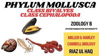 Class Bivalvia and Class Cephalopoda Phylum Mollusca Zoology B Invertebrates Diversity [upl. by Rivera]