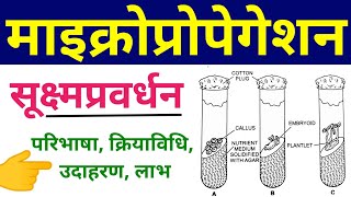 माइक्रोप्रोपेगेशन  micropropagation in plant tissue culture  Methods example advantages in hindi [upl. by Eceinej]