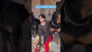 Rottweiler attack  aggressive dog  dog sound  shorts viral therott [upl. by Allecnirp]