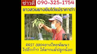 ยางดี RRIT 3904 [upl. by Alket]