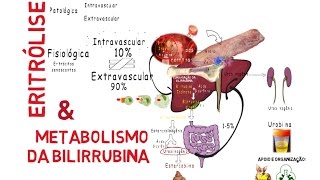 Eritrólise amp Metabolismo da Bilirrubina [upl. by Nagram881]