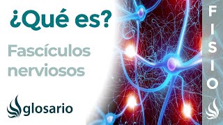 FASCÍCULOS NERVIOSOS  Qué son componentes partes ubicación y funciones [upl. by Menell]