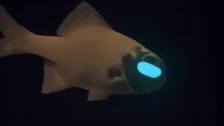 Facts The Flashlight Fish [upl. by Letnohs]