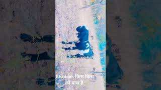 nature travel zoo song bhaderwahichallo bhaddu ke sath challa [upl. by Magdala]