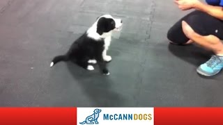 Starting Some Training With An 8 Week Old Puppy [upl. by Sibby587]