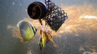 Chaetodon trifasciatus and Chaetodon melapterus eating Repashy after a water change [upl. by Susannah284]