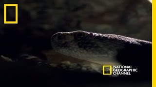 Rattlesnakes Display and Mate  National Geographic [upl. by Boycie]