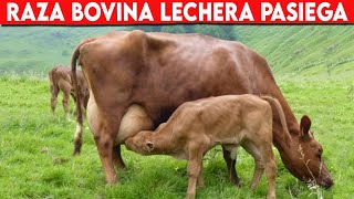 🔴 RAZA Bovina PASIEGA Una De Las Mejores Razas LECHERAS DEL MUNDO ✅ Vacas Lecheras Doble Propósito [upl. by Eira]