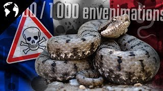 Le SERPENT le plus DANGEREUX de FRANCE [upl. by Ahsit]