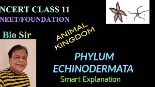 Phylum Echinodermata  Animal Kingdom  Class 11  Biology  NEET  Chapter 4 [upl. by Necila674]