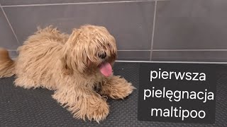 Maltipoo 4 miesiące Pierwsza fryzura [upl. by Rella]