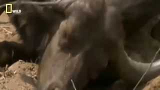 First Time Buffalo in Tears  Eaten Alive by Lion [upl. by Ditzel586]