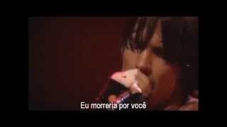 Red Hot Chili Peppers  I Could Die For You  Legendado em PTBR [upl. by Mikiso]