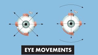 Eye Movements  Anatomical Movements vs Cardinal Positions of Gaze  MEDZCOOL [upl. by Leehar288]