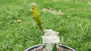 How to Grafting on Dragon Fruit Plants  dragonfruitplant pitaya [upl. by Oir]