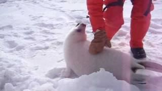 Baby seal squeals [upl. by Twitt]