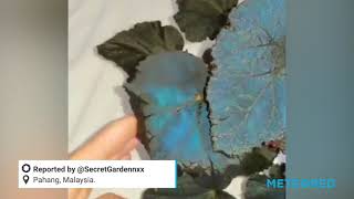 Begonia pavonina an amazing plant with iridescent blue leaves [upl. by Atimed]